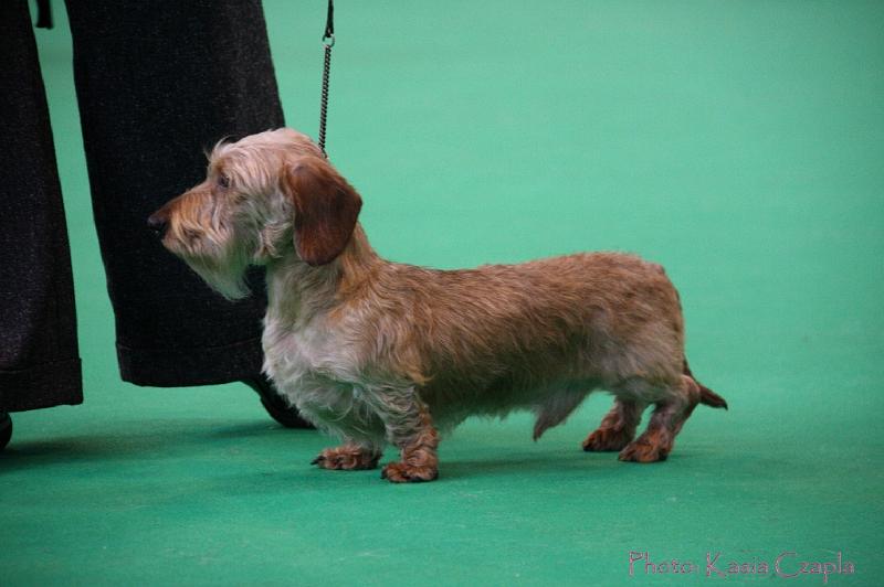 Crufts2011_2 506.jpg